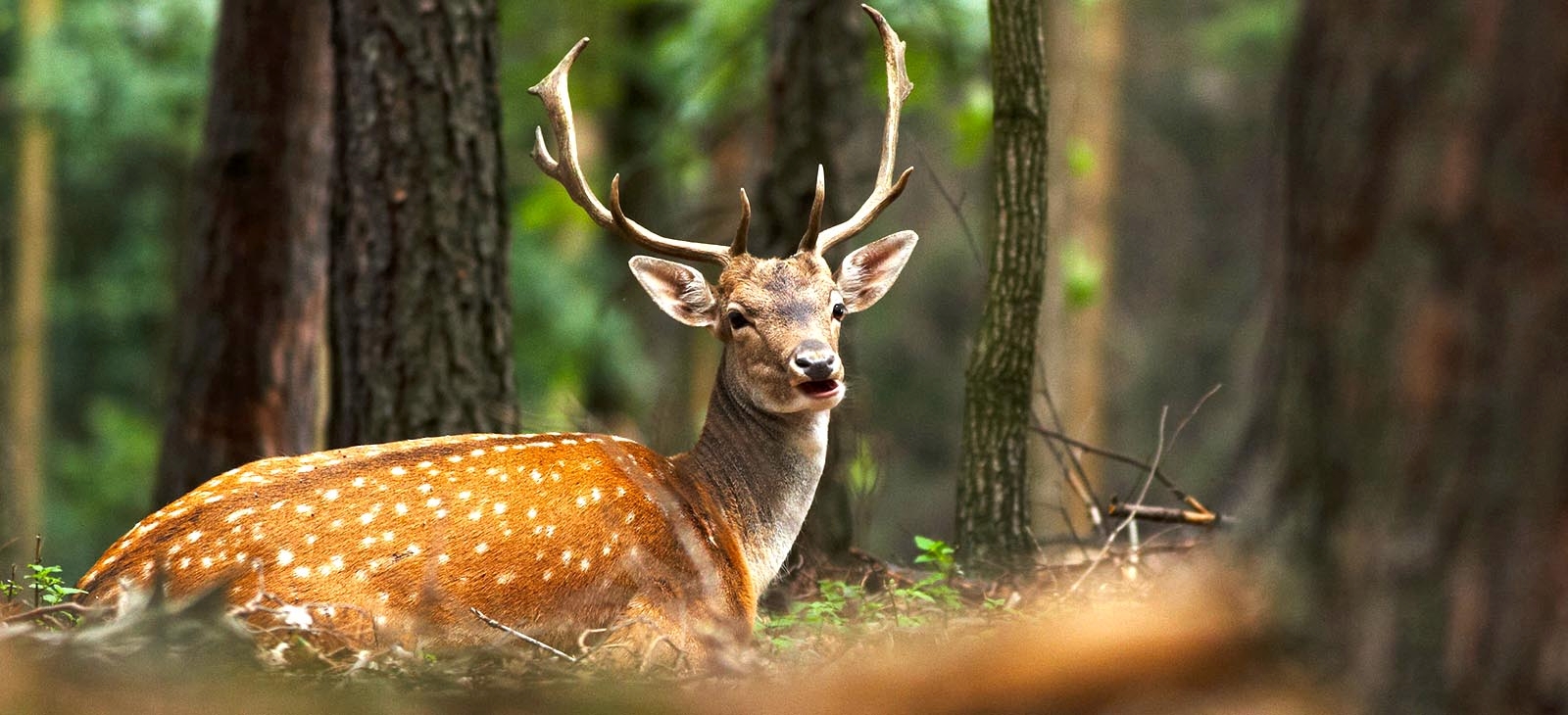 iranian deer s travels