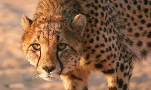 asian cheetah s tarvels