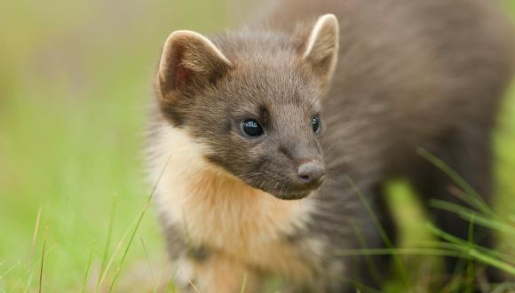 pinemarten s travels