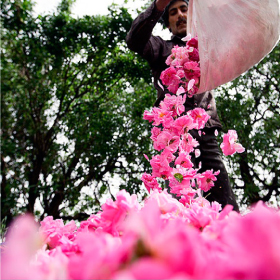 Iran Rose Festival Tour
