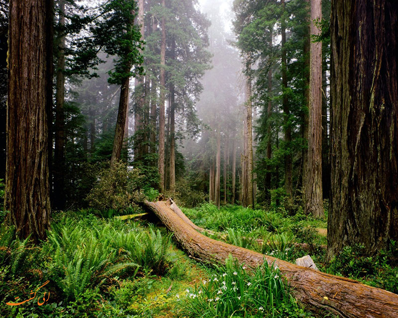 ِDalkhani Jungles